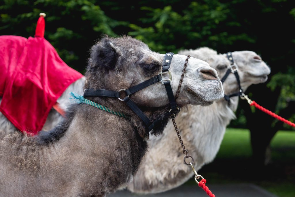 Quintessential Britian meets Abu Dhabi